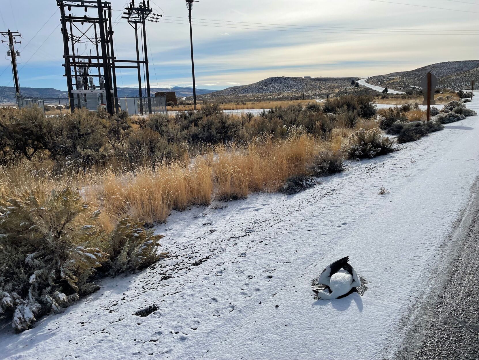 dead waterfowl migration mishap northern Harney County Nov 2022.jpeg